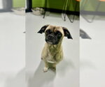 Small #1 Pug Mix
