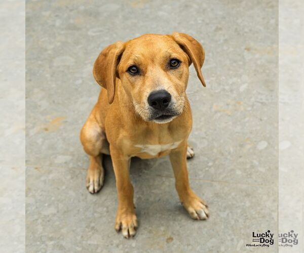 Medium Photo #3 Labrador Retriever-Retriever  Mix Puppy For Sale in Washington, DC, USA