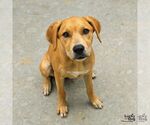 Small #2 Labrador Retriever-Retriever  Mix