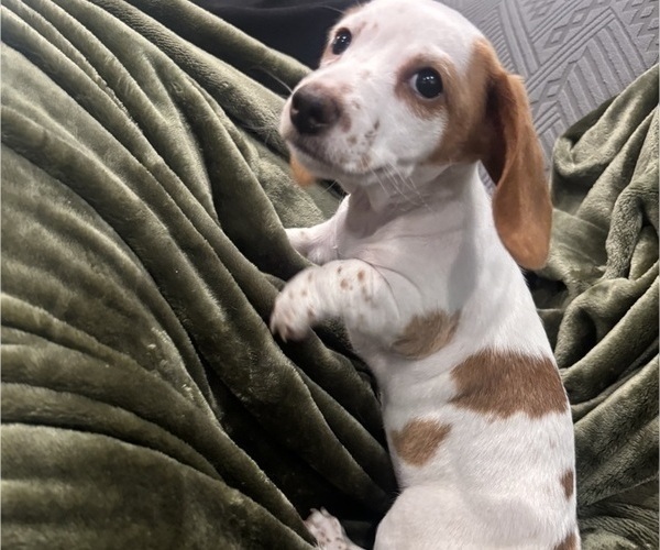 Medium Photo #4 Dachshund Puppy For Sale in DELTONA, FL, USA