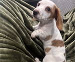 Small #3 Dachshund