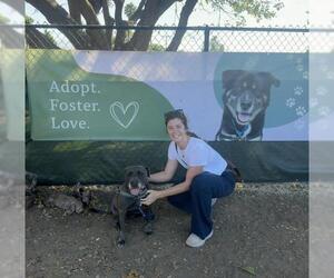 LUNA - Female Mutt Dog for Adoption - Photo #5