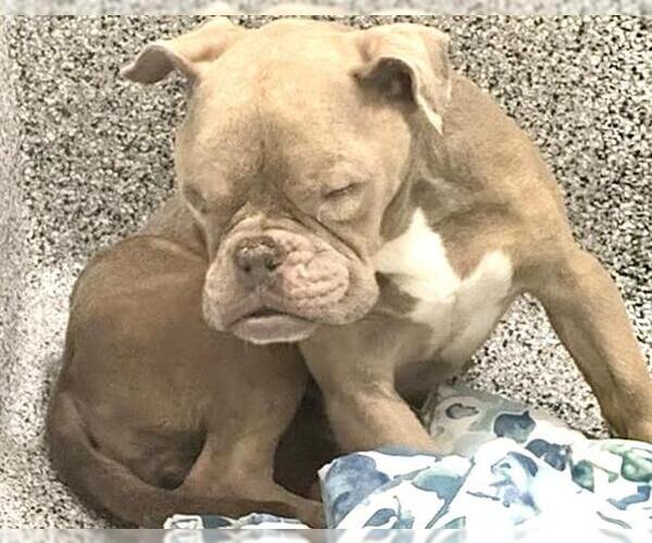 Medium Photo #1 Bulldog Puppy For Sale in Houston, TX, USA