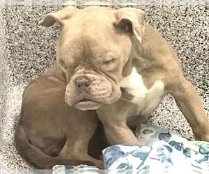 Bulldog Dogs for adoption in Houston, TX, USA
