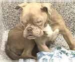 BELLATRIX - Female Bulldog Dog for Adoption - Small photo