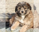 Small Photo #1 Aussiedoodle Miniature  Puppy For Sale in MENDON, MI, USA