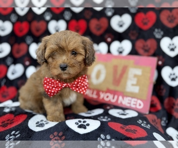 Medium Photo #6 Shih-Poo Puppy For Sale in LAKELAND, FL, USA