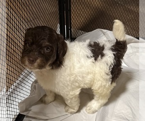 Goldendoodle Puppy for sale in WOODLEAF, NC, USA