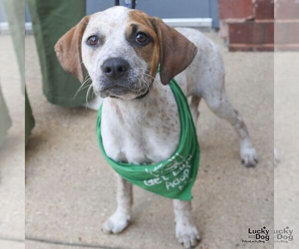 Medium Photo #6 Mutt Puppy For Sale in Washington, DC, USA