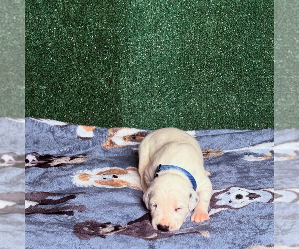 Medium Photo #1 Dalmatian Puppy For Sale in FORT WORTH, TX, USA