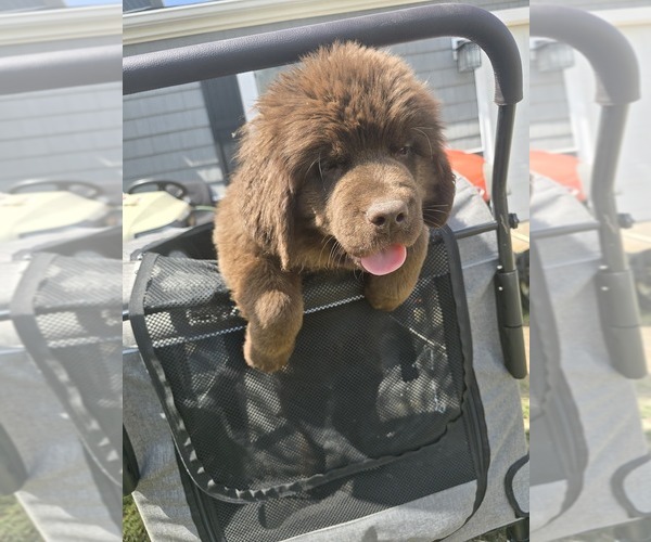 Medium Photo #7 Newfoundland Puppy For Sale in TILTON, IL, USA