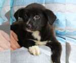 Small #3 Labrador Retriever Mix