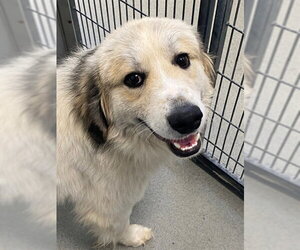 Great Pyrenees Dogs for adoption in Fayetteville, NC, USA