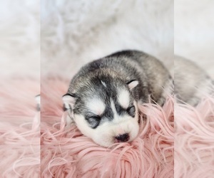 Siberian Husky Puppy for sale in KANSAS CITY, MO, USA