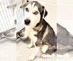 Small #1 Siberian Husky Mix