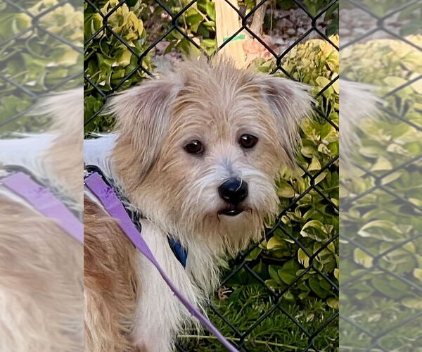 Medium Photo #1 Havanese-Unknown Mix Puppy For Sale in Agoura Hills, CA, USA