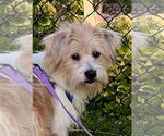 Small Havanese Mix