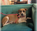 Small #1 Mutt