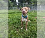 Small #14 American Pit Bull Terrier-American Staffordshire Terrier Mix