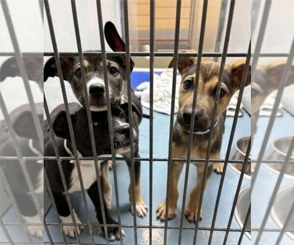 Medium Photo #4 German Shepherd Dog-Unknown Mix Puppy For Sale in Lakewood, CO, USA