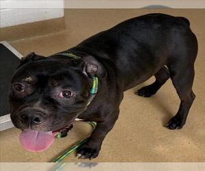 Boxer-Unknown Mix Dogs for adoption in Derwood, MD, USA