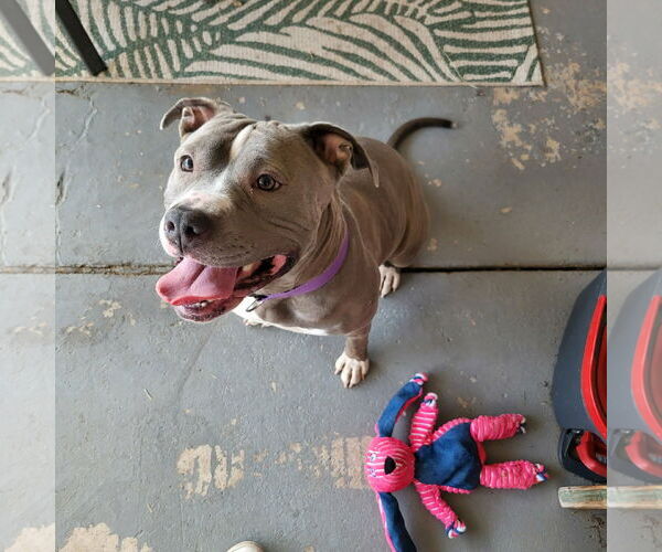 Medium Photo #2 American Pit Bull Terrier Puppy For Sale in phoenix, AZ, USA