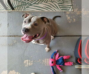 Majesty - Female American Pit Bull Terrier Dog for Adoption - Photo #2