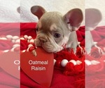 Puppy Oatmeal Rasin French Bulldog