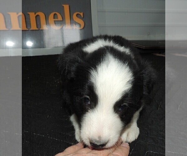 Medium Photo #4 Border Collie Puppy For Sale in CARLISLE, KY, USA