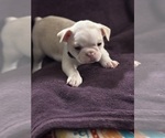 Small Photo #12 Boston Terrier Puppy For Sale in HAMDEN, CT, USA