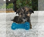 Small Photo #3 Shorkie Tzu Puppy For Sale in GREENFIELD, IN, USA
