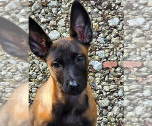 Disney Dogs - Dodger - Located in FL - Male Mutt Dog for Adoption - Photo #4