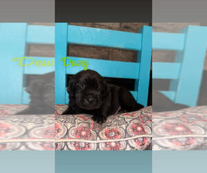 Labrador Retriever Puppy for sale in CLARKESVILLE, GA, USA