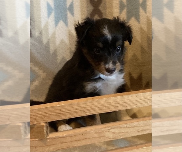 Medium Photo #3 Shel-Aussie Puppy For Sale in FORT MORGAN, CO, USA