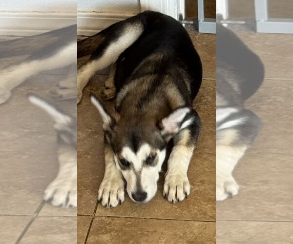 Medium Photo #4 Siberian Husky-Unknown Mix Puppy For Sale in Cedar Crest, NM, USA