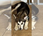 Small #3 Siberian Husky Mix