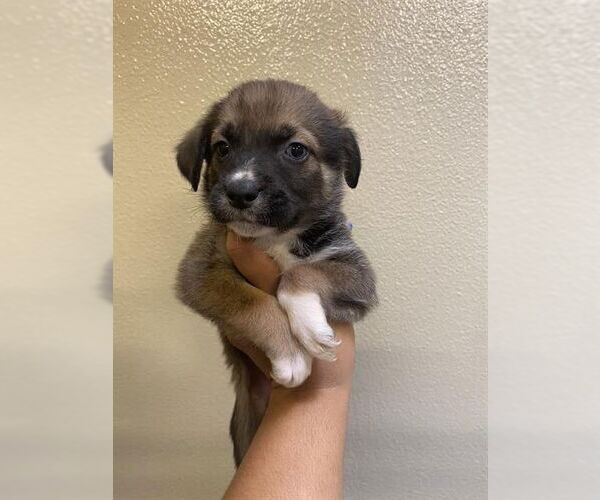 Medium Photo #1 Collie-Unknown Mix Puppy For Sale in Modesto, CA, USA