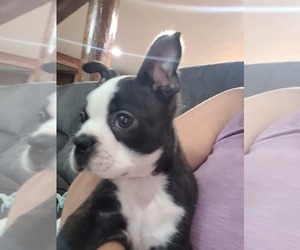 Boston Terrier Puppy for sale in ELK, WA, USA