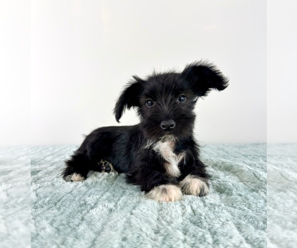 Medium Photo #3 Schnauzer (Miniature) Puppy For Sale in GREENFIELD, IN, USA