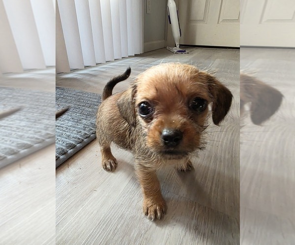 Medium Photo #2 Dachshund-Shorkie Tzu Mix Puppy For Sale in WILMINGTON, NC, USA