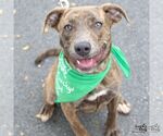 Small #7 Boxer Mix