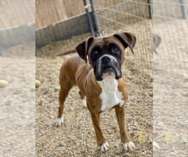 Medium Photo #2 Boxer Puppy For Sale in Austin, TX, USA