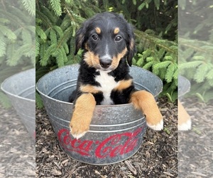 Bernedoodle Puppy for sale in MIDDLEBURY, IN, USA