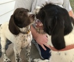 Small #11 German Wirehaired Pointer