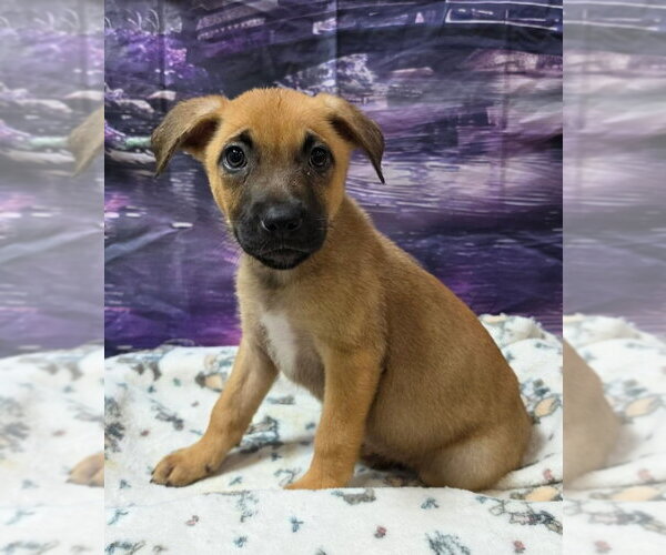 Medium Photo #1 Shepradors Puppy For Sale in Lakewood, CO, USA
