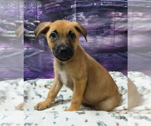 Shepradors Dogs for adoption in Lakewood, CO, USA