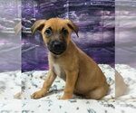 Charizard - Male Shepradors Dog for Adoption - Small photo