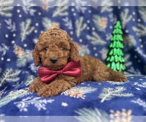 Cock-A-Poo Puppy for sale in LAKELAND, FL, USA