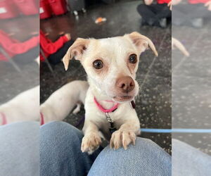 Chihuahua-Unknown Mix Dogs for adoption in Boston, MA, USA