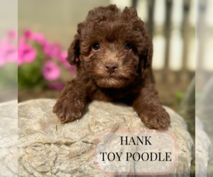 Poodle (Toy) Puppy for sale in ELMHURST, IL, USA